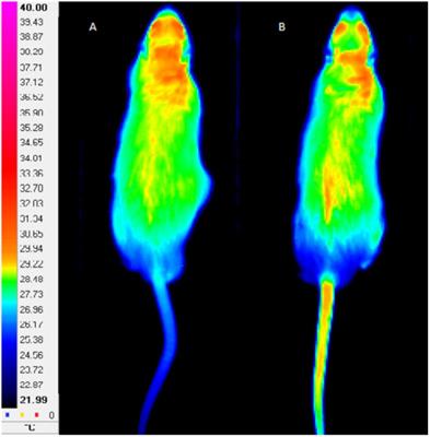 Self-Paced Free-Running Wheel Mimics High-Intensity Interval Training Impact on Rats’ Functional, Physiological, Biochemical, and Morphological Features